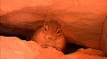 Bryce Canyon 16 Chipmunk HD Footage