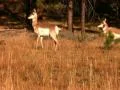 Bryce Canyon 20 Pronghorns 4 Couple playing Web Footage