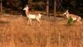 Bryce Canyon 20 Pronghorns 4 Couple playing Footage