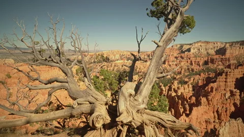 Bryce Canyon. Big trunk at Sunset Point view. Stock Footage 209146581