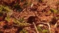 Bryce Canyon Chipmunk LM01 Sunrise HD Footage