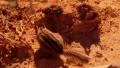 Bryce Canyon Chipmunk LM02 Sunrise HD Footage