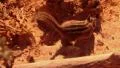Bryce Canyon Chipmunk LM03 Sunrise HD Footage