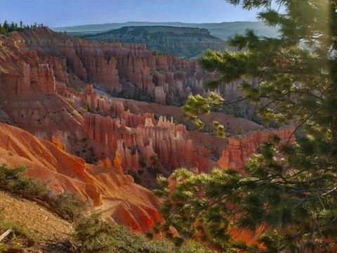 BRYCE CANYON DAY WITH PINE TREE ON RIGHT Stock Photos
