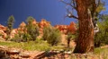 Bryce Canyon Dolly LM39 Red Canyon Hoodoos HD Footage