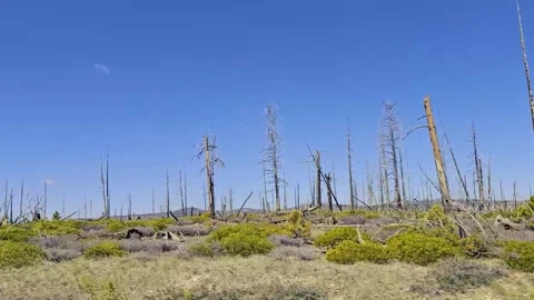 Bryce Canyon-Drive plate-Passing dead trees from 2009 Bridge Fire Stock Footage 335239103