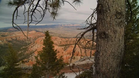 Bryce Canyon framed through a pine tree Stock Footage 268054097