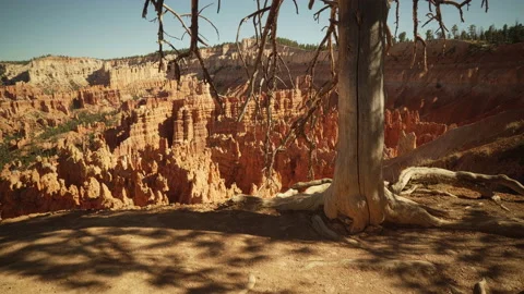 Bryce Canyon NP. Big trunk at Sunset Point view. Stock Footage 208960346