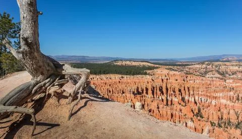 Bryce canyon Stock Photos