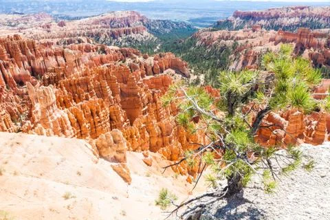 Bryce canyon Stock Photos