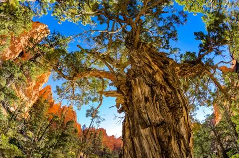 Bryce canyon Stock Photos