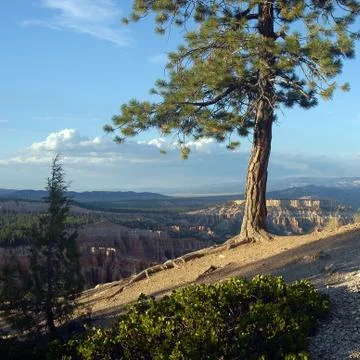 Bryce Canyon Stock Photos