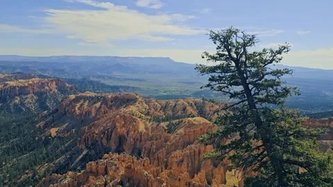 Bryce Canyon-Pine tree-Zoom Video stock 335241017