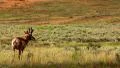 Bryce Canyon Pronghorn LM02 Sunset HD Footage