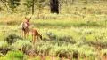 Bryce Canyon Pronghorn LM04 Sunset HD Footage