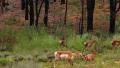Bryce Canyon Pronghorn LM07 Sunset HD Footage