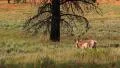 Bryce Canyon Pronghorn LM09 Sunset HD Footage