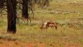 Bryce Canyon Pronghorn LM10 Sunset HD Footage