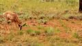 Bryce Canyon Pronghorn LM11 Sunset HD Footage