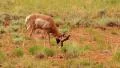 Bryce Canyon Pronghorn LM12 Sunset HD Footage