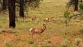 Bryce Canyon Pronghorn LM13 Sunset HD Footage