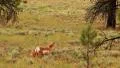 Bryce Canyon Pronghorn LM14 Sunset HD Footage