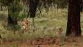 Bryce Canyon Pronghorn LM17 Sunset HD Footage