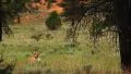 Bryce Canyon Pronghorn LM19 Sunset HD Footage
