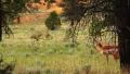 Bryce Canyon Pronghorn LM21 Sunset HD Footage