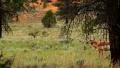 Bryce Canyon Pronghorn LM23 Sunset HD Footage