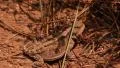 Bryce Canyon Short Horned Lizard LM05 HD Footage