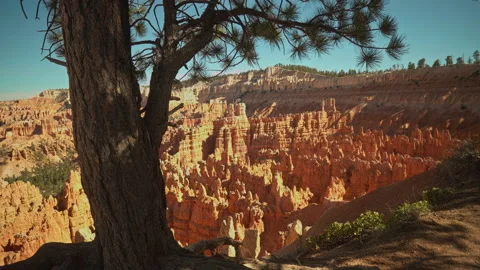Bryce Canyon. Tree at the rim of Sunset Point. Stock-Footage 209146304