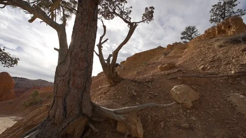 Bryce canyon tree with a sun peeking Stock Footage 102225902