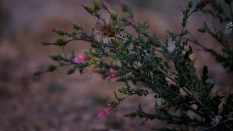 Bryce Utah Shinx moth flying panning in slowmo by pink thistle flowers Stock Footage 120605946