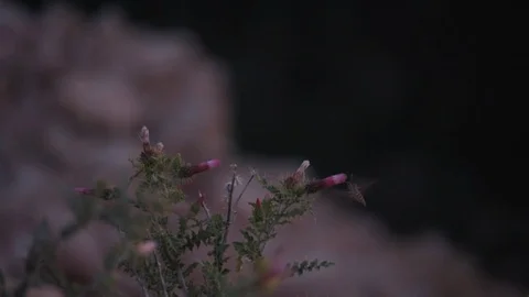 Bryce Utah two Shinx moths flying panning by pink thistle flowers at night Video stock 120606077