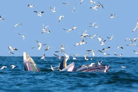 Bryde and seagull Stock Photos