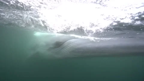 Brydes Whale passing by super close Stock Footage 225050089