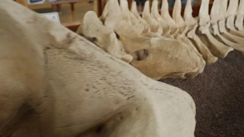 Bryde's whale skeleton at Charles Darwin research station 스톡 동영상 310008491