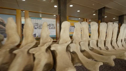 Bryde's Whale Skeleton Displayed at Charles Darwin Station 스톡 동영상 310008622