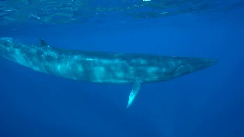 Brydes Whale - Trincomalee - Brydes Whale swimming in the blue Stock Footage