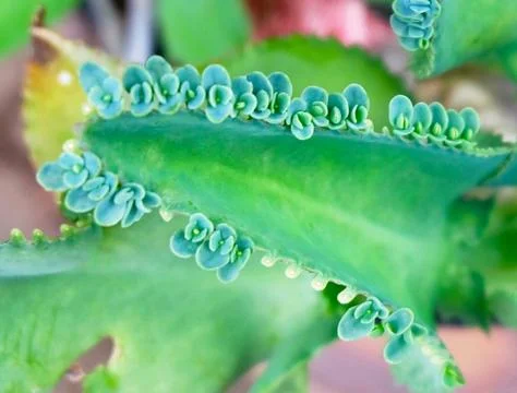 Bryophyllum Daigremontianum, Devil’s Backbone Stock Photos
