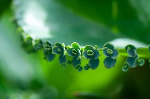 Bryophyllum Devil's Backbone Mother-of-Thousands shows the sprouting fresh bu Stock Photos