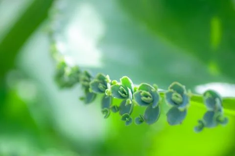 Bryophyllum Devil's Backbone Mother-of-Thousands shows the sprouting fresh bu Stock Photos
