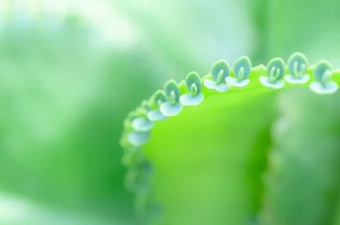 Bryophyllum Devil's Backbone Mother-of-Thousands shows the sprouting fresh bu Stock Photos