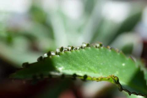 Bryophyllum Devil's Backbone Mother-of-Thousands shows the sprouting fresh buds Stock Photos