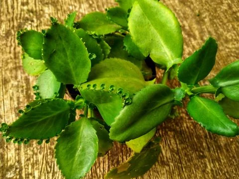 Bryophyllum pinnatum Stock Photos