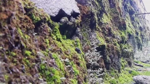 Bryophyta Video stock 221537013