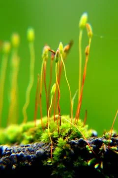 Bryophyta moss Stock Photos