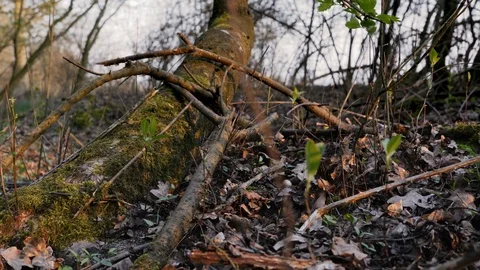 Bryophyta, Moss on the tree and groundcover during sunset in the forest at th Stock Footage 106620980