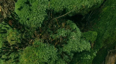 Bryophyta moss on the tree Stock Footage 55876334